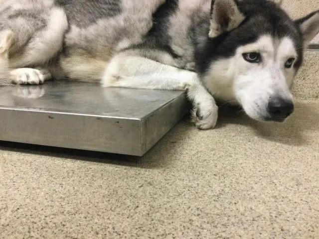 Pepper