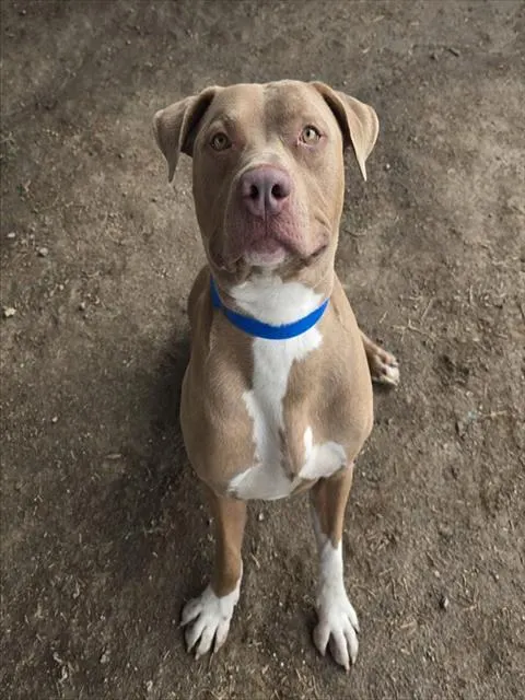 Rico
