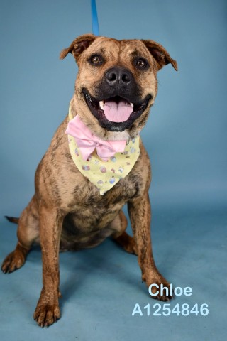 *Chloe