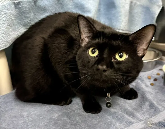 *Eclipse