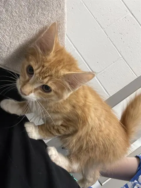 Maple