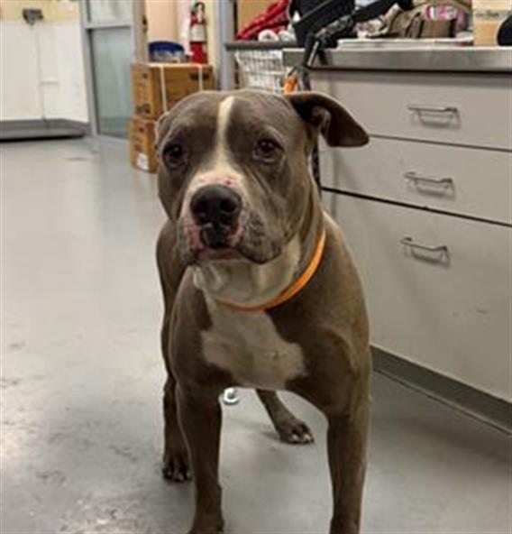 Nesquick