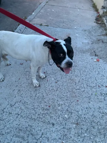 Roggie