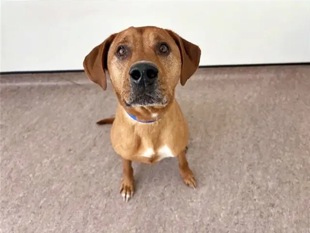 Maverick