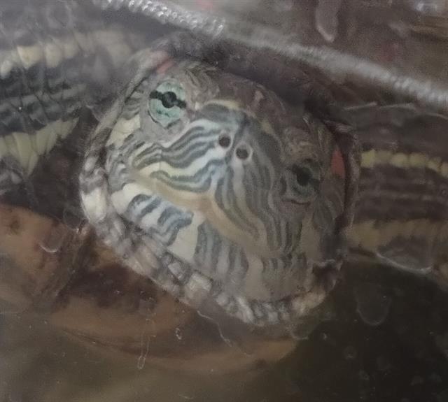 Speedy