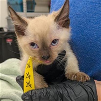 Adoptable Cat