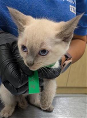 Adoptable Cat