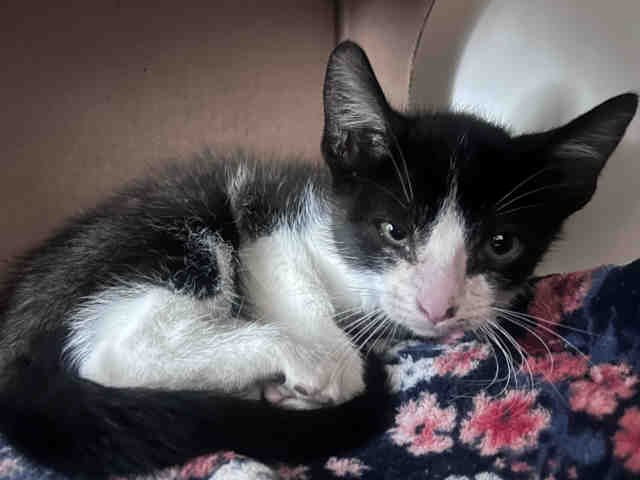 Adoptable Cat