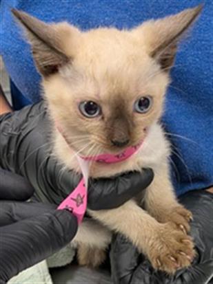 Adoptable Cat
