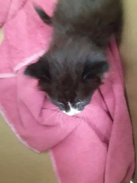Adoptable Cat