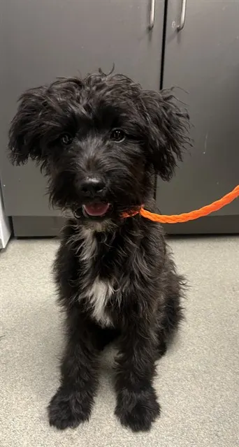Blossom - Adoption Pending