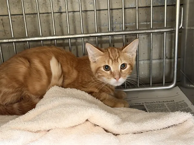 Adoptable Cat