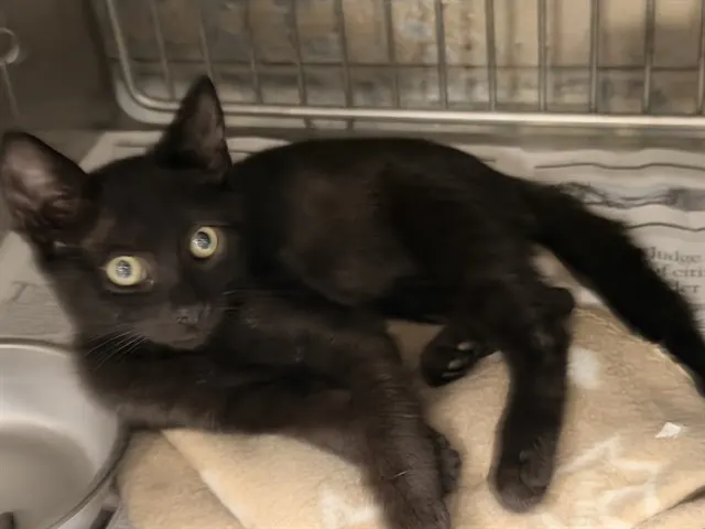 Adoptable Cat