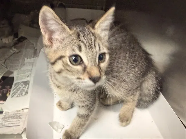 Adoptable Cat