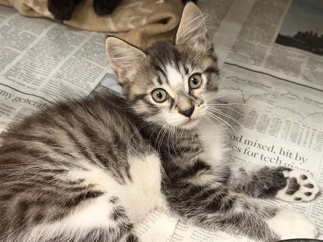 Adoptable Cat