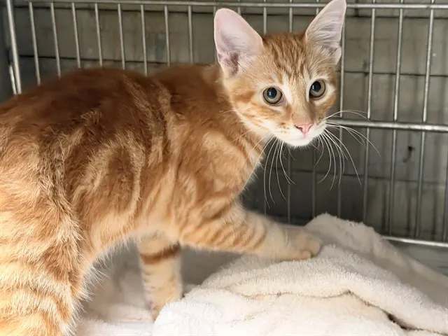 Adoptable Cat