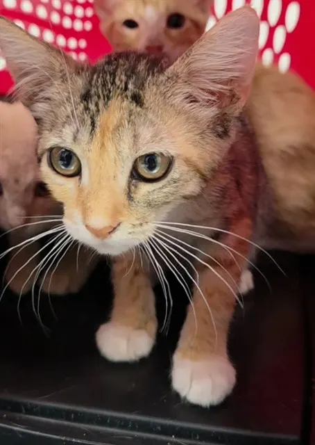Adoptable Cat
