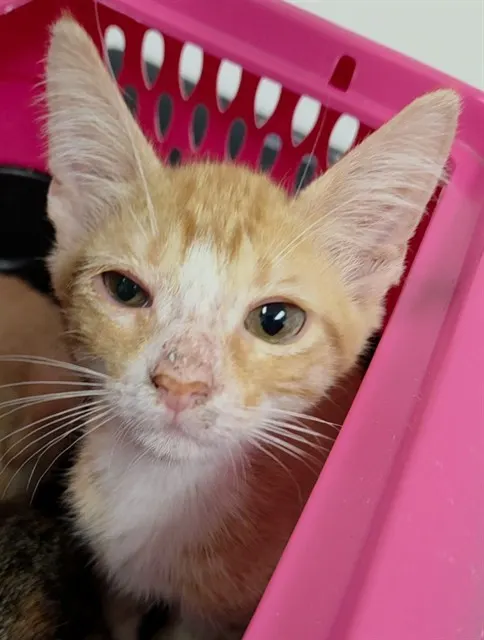 Adoptable Cat