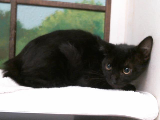 Pepper