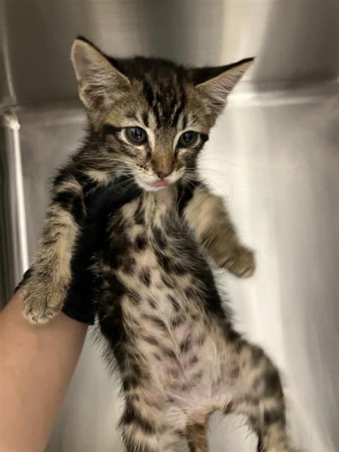 Adoptable Cat
