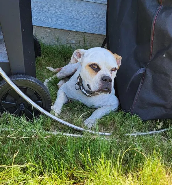 Buster