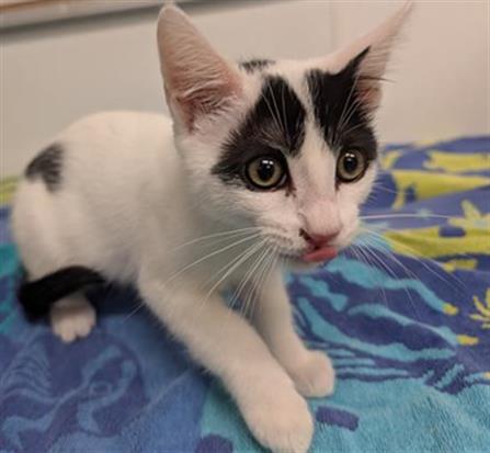 Adoptable Cat