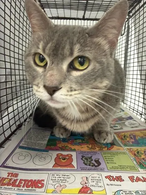 Adoptable Cat