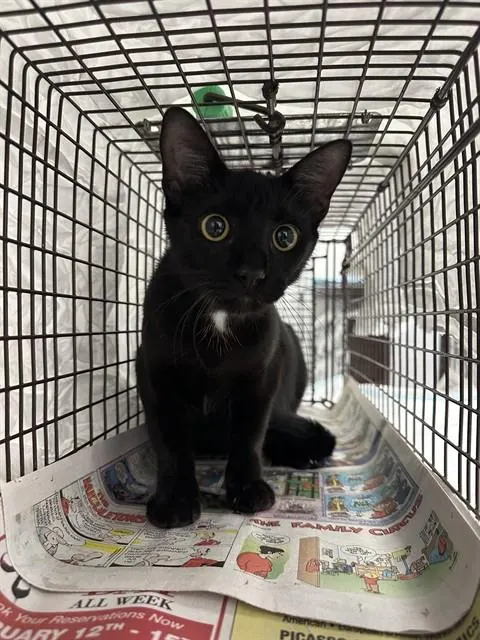 Adoptable Cat