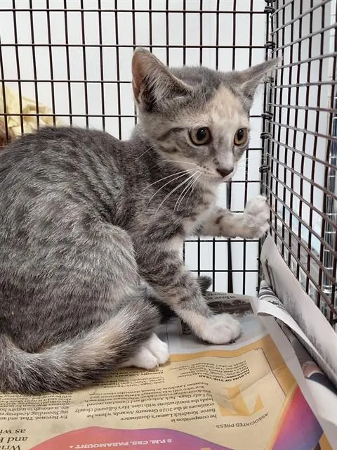 Adoptable Cat