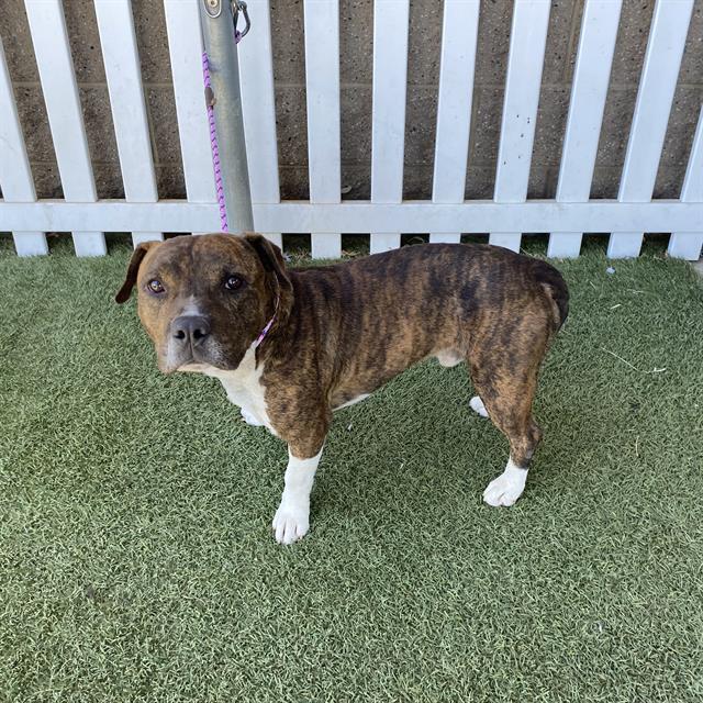 Adoptable Dog