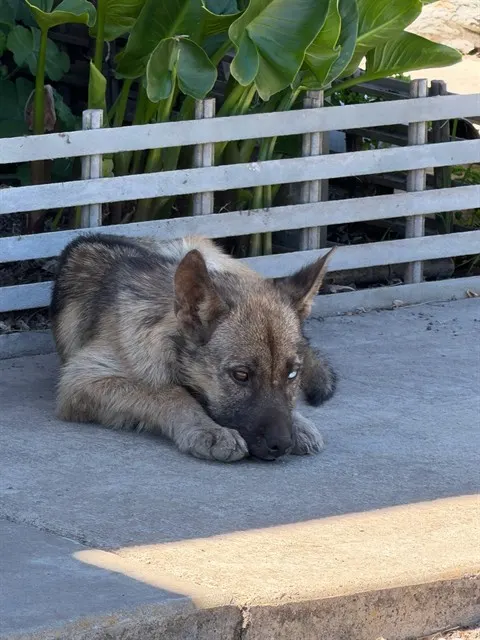 Baby Duke