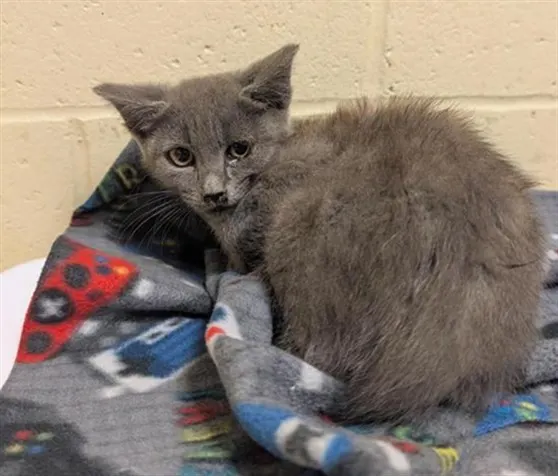 Adoptable Cat