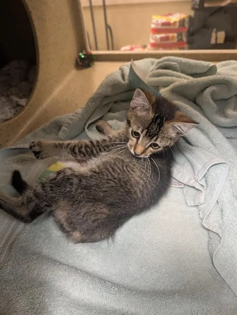 Adoptable Cat