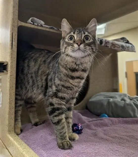 Adoptable Cat