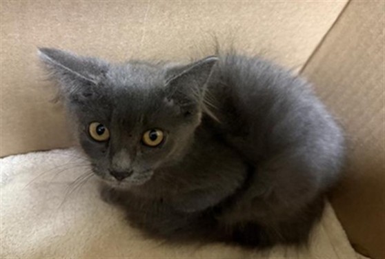 Adoptable Cat