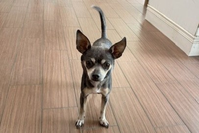 Stray Not Available