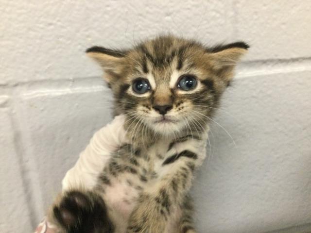 Adoptable Cat