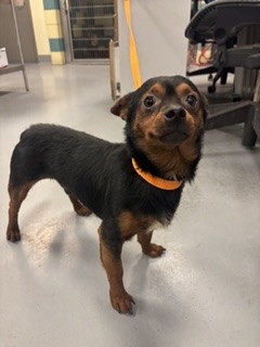 Carlos
