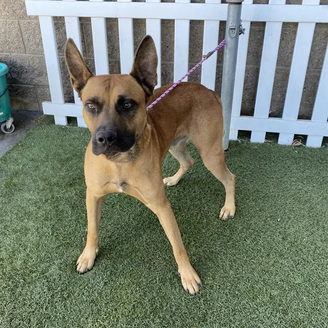 Adoptable Dog