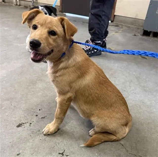 Adoptable Dog