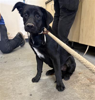Adoptable Dog