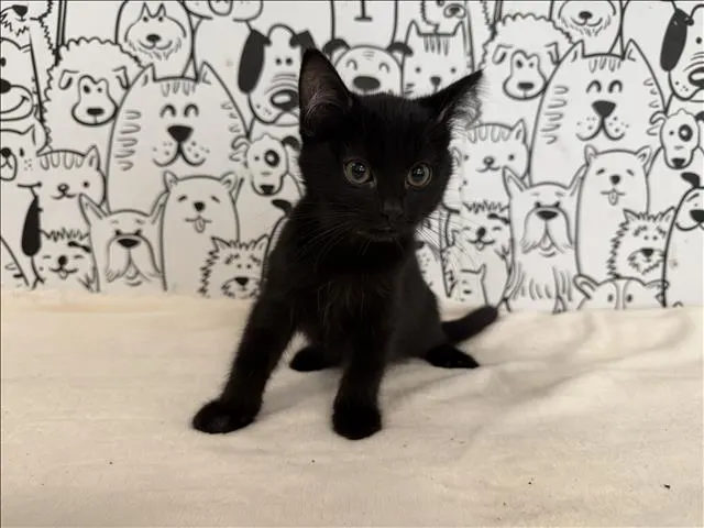 Boogi