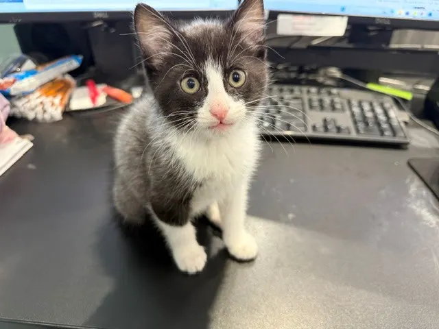 Merlin