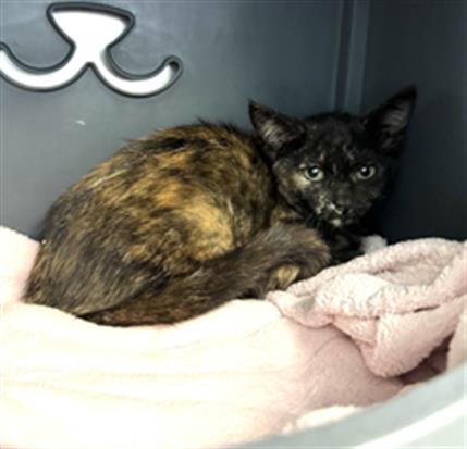 Adoptable Cat