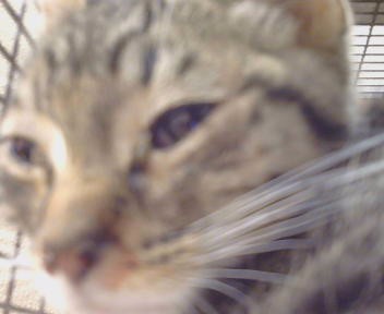 Adoptable Cat