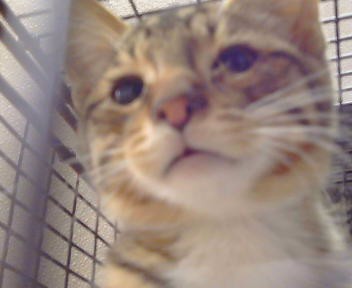 Adoptable Cat