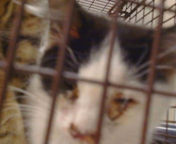 Adoptable Cat