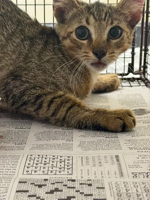 Adoptable Cat