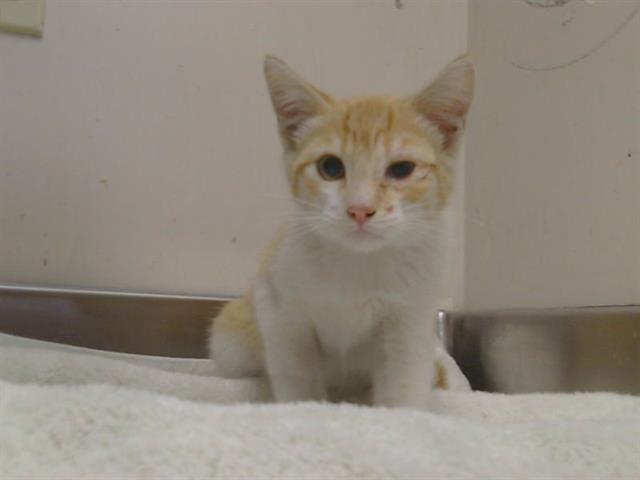Adoptable Cat