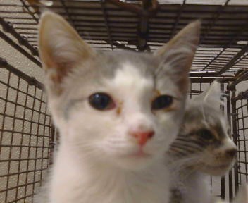 Adoptable Cat